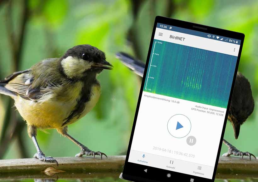 KI-gestützte App zur Vogelstimmen-Erkennung