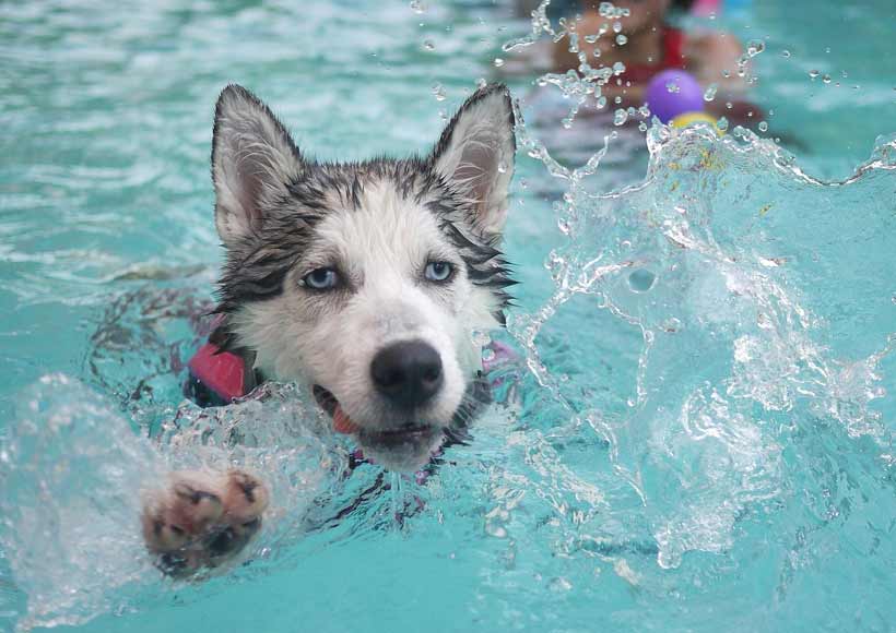 Hund im Wasser -Wasservergiftung vermeiden